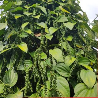 Giống Tiêu Srilanka Giống Hồ Tiêu Năng Suất Cao Nhất