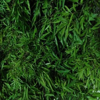 Lá Đinh Lăng Nếp tươi 500gr