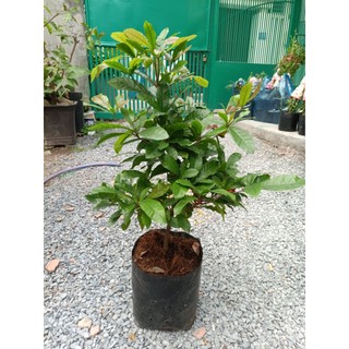 Cây thần kỳ 40-50cm