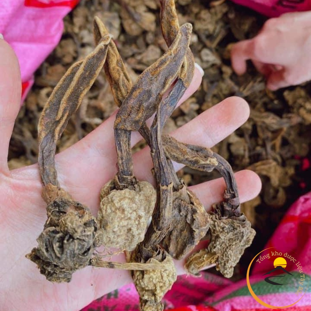 Nấm Ngọc cẩu khô loại 1 (búp sạch, thơm). Nấm toả dương, ngọc cẩu tím ngâm rượu, tích dương giúp bổ thận tráng dương