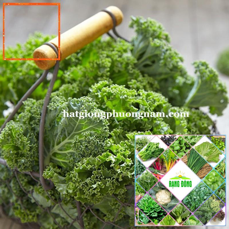 5GR - HẠT GIỐNG CẢI XOĂN KALE Hạt Giống Nông Trại Xanh THE GARDEN