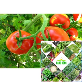 Gói 30 hạt giống cà chua chuỗi ngọc HAT F1