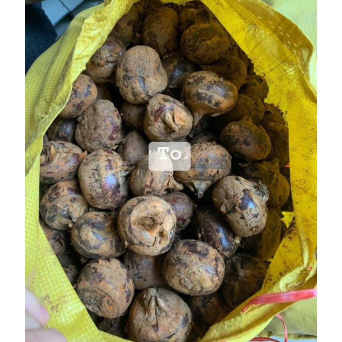 Củ mã thầy loại to 1kg ( Củ năng tươi - mua nhiều giá tốt)