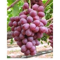 hạt giống nho đỏ không hạt 15 hạt