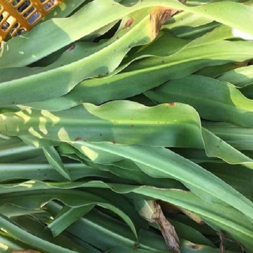 Cây Trinh Nữ Hoàng Cung Tươi 500gr hàng sạch không phan không thuốc hái tay