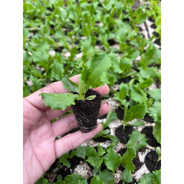 Combo 10 cây con xà lách Mỹ