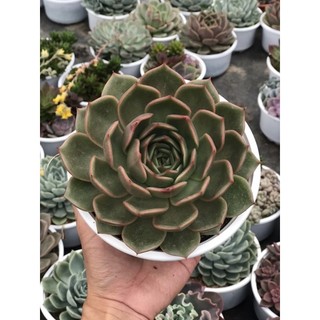 Sen đá đế xám size trung chậu 10cm lỗi 1 đổi 1