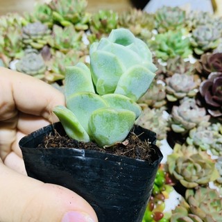 SEN ĐÁ HỒNG HÀ LAN| SIZE BẦU| LỖI 1 ĐỔI 1