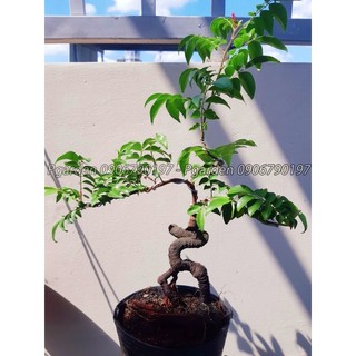 Cây khế bonsai mini dáng đẹp