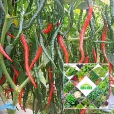 20 hạt giống ớt dài hàn quốc