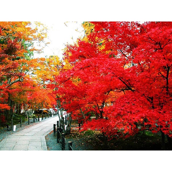 CÂY PHONG LÁ ĐỎ ĐẸP NHƯ HÌNH CÂY DỄ TRỒNG