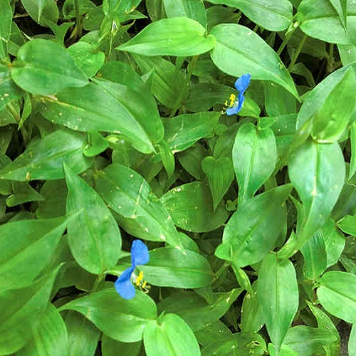 Rau Trai tươi  1kg