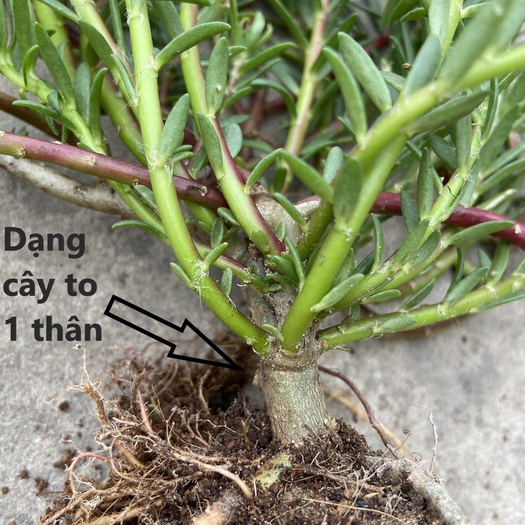 Cây Hoa Mười Giờ Bonsai Cổ Thụ Loại Gốc To Làm BonSai Trồng Được Lâu Năm Hoa Mười Giờ Bonsai