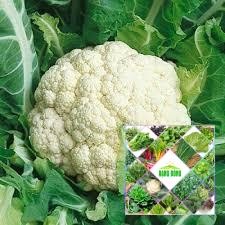 Hạt giống súp lơ trắng khoảng 100 hạt