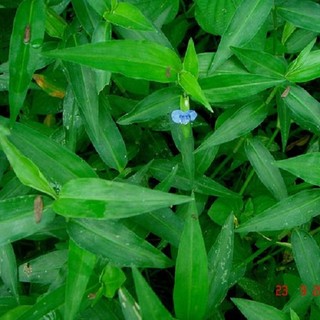 Rau chai tươi (Cây Thài Lài) 1kg