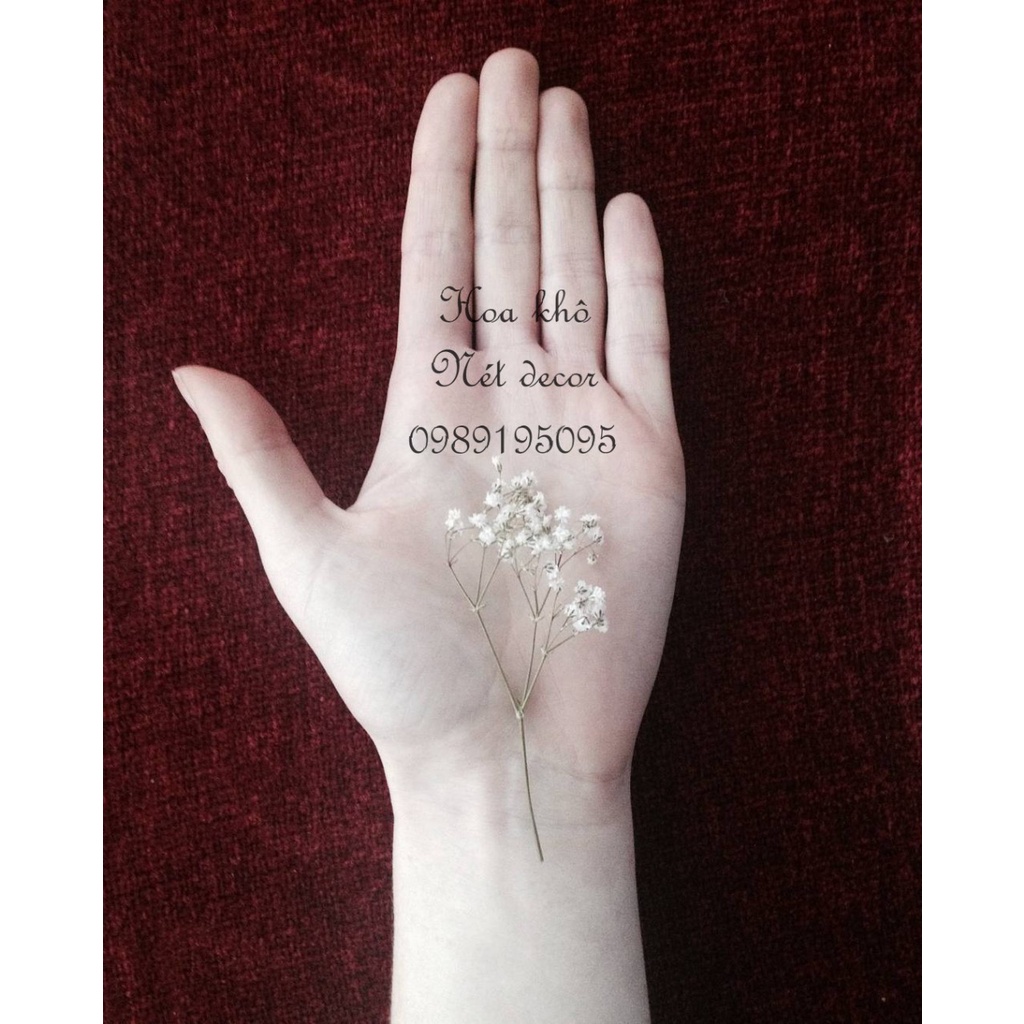 🍁 Hoa khô handmade 🍁 Nhánh hoa Sao Tình Nhân khô làm thiệp quà tặng 🍁 hoa khô nguyên liêu