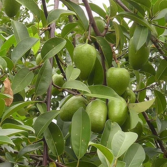 Lá Cây Bình Bát tươi 1kg - Hàng có sẵn