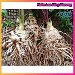 Siêu Kích thích ra rễ Root King lọ 20ml hàng đẹp, chuyên giâm chiêt cành, phân phối chuyên nghiệp VuonLanDungPhuong