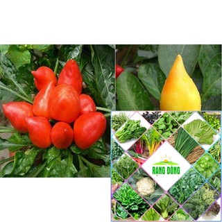 Hạt giống ớt trái đào tiên 20 hạt HAT F1