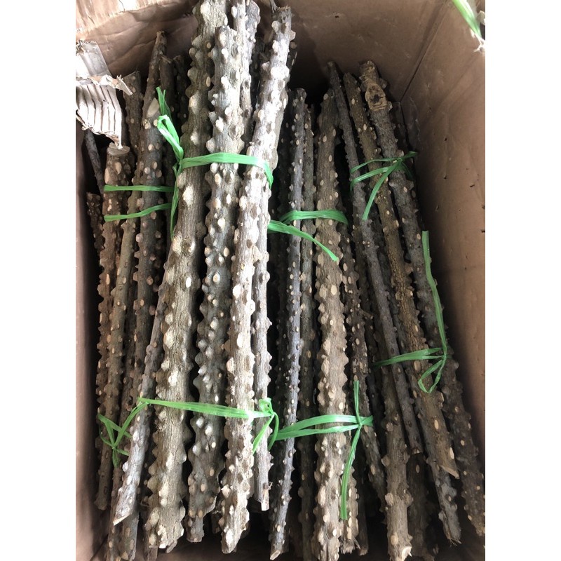 Cầu gạo cho chim chào mào Đậu Shop Cầu cho chim bằng cây gạo tư nhiên