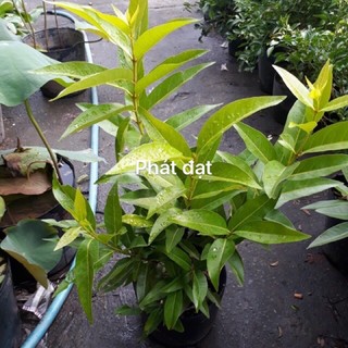 Cây vốiiii