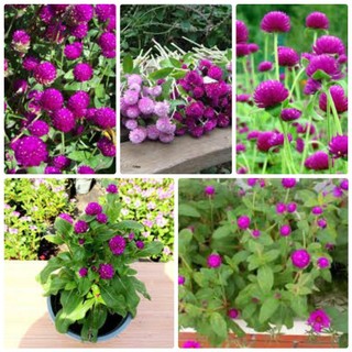 Hạt giống hoa bách nhật mix - chất lượng hạt giống cao