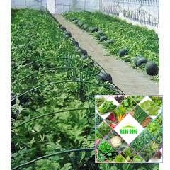 10 hạt giống dưa hấu đen ruột đỏ