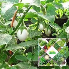 30 Hạt giống quả cà trắng trứng