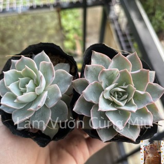 Sen Đá Hồng Phấn 🌸🌸🌸 Size Bầu - Size Trung
