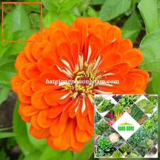 50H - HẠT GIỐNG HOA CÚC LÁ NHÁM Hạt Giống Nông Trại Xanh THE GARDEN