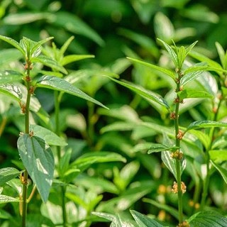 Cây Thuốc Dòi Xanh tươi 1kg