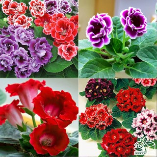 hạt giống hoa tử la lan 50 hạt
