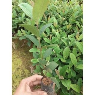 Giống cây sim tím rừng