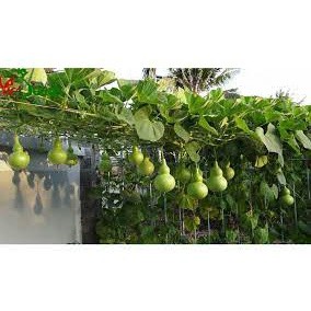 10 hạt giống bầu hồ lô nhiều quả