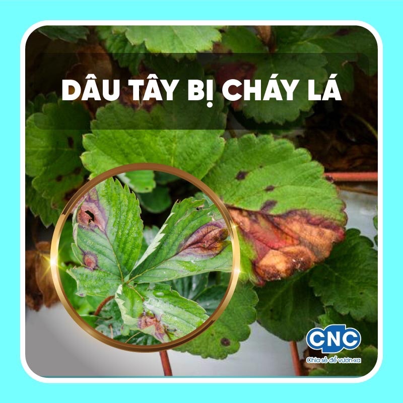 NATIVO 750ƯG 6g Sản phẩm trừ bệnh Gỉ sắt, Thán thư, đốm lá, phấn trắng hoa cây cảnh