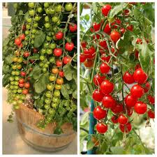 30 hạt giống cà chua chuỗi ngọc