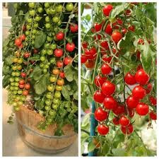 30 hạt giống cà chua chuỗi ngọc