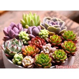 Hạt giống sen đá mix màu