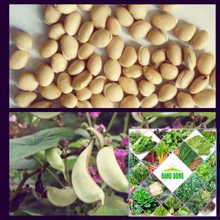 10 Hạt giống đậu ván xanh