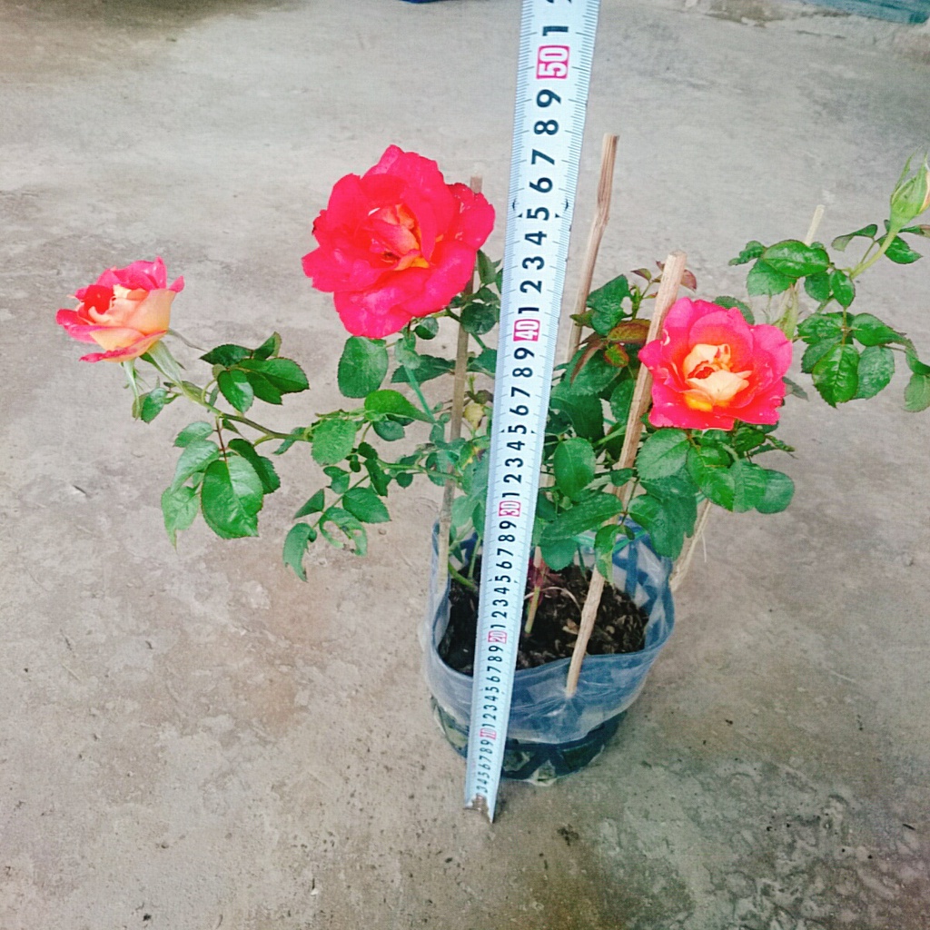 Hồng 2 Da Sa Đéc - cây cảnh để bàn