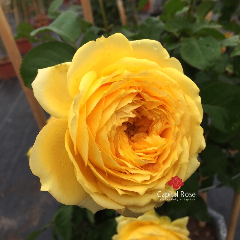 [Huanmaigarden]Hoa hồng Catalina Rose màu vàng- bầu to cây lớn trưởng thành