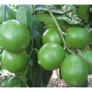 Cây chanh ta ăn được quả và lá