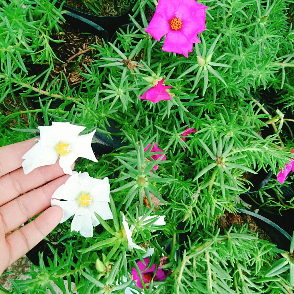 Cây hoa mười giờ mỹ - cây cảnh sân vườn