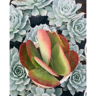 Sen đá cánh bướm size trung lỗi 1 đổi 1