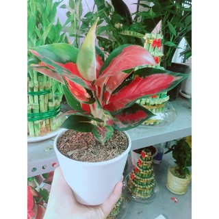 Chậu Cây Phú Quý Đỏ