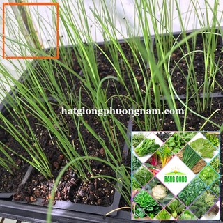 1GR - HẠT GIỐNG CÂY HẸ Hạt Giống Nông Trại Xanh THE GARDEN
