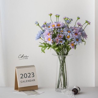 Cúc họa mi decor phòng cực xinh