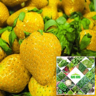 Gói 100 hạt giống dâu tây vàng