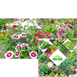 Hạt giống hoa cẩm chướng đơn 100 hạt hat f1