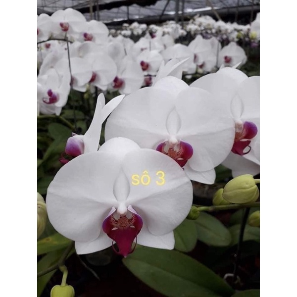 Hoa lan hồ điệp cây chưa ngồng cốc 3.5 hoa đại được chọn màu ảnh thật